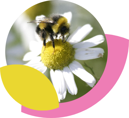 Bumblebee